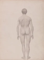 Exposition anatomique comparative de la structure du corps humain avec celle d